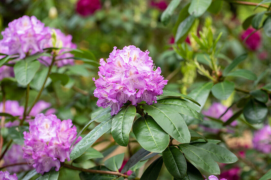 Rhododendron Hybride 'Bishop'