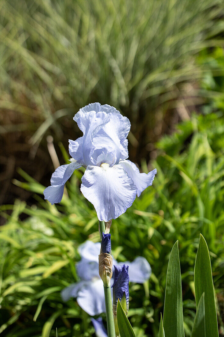 Iris x germanica 'Jane Phillips'