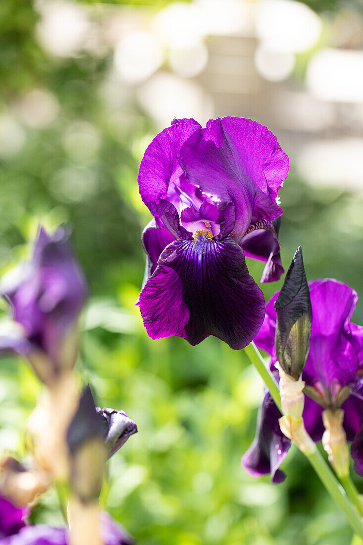 Iris germanica 'Sable'