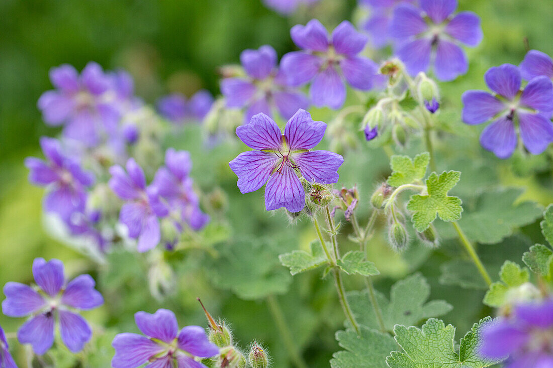 Geranium renardii 'Philippe Vapelle'