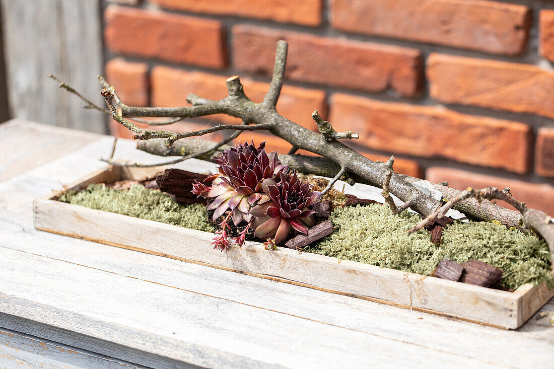 Succulents decoration