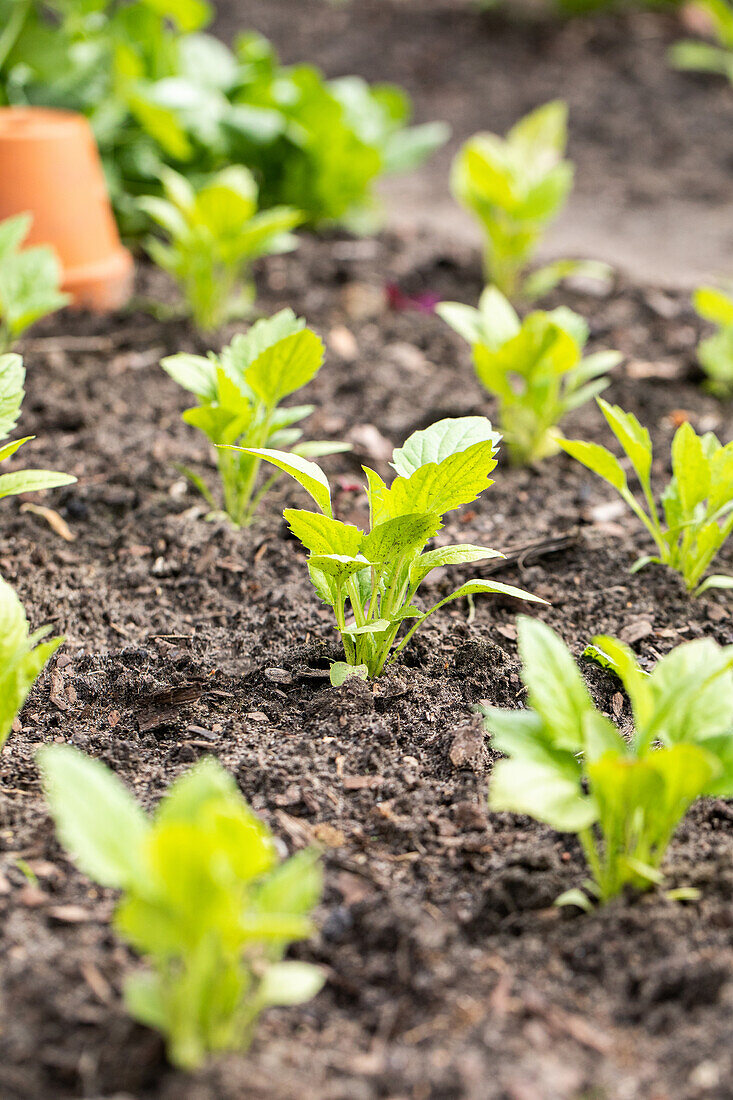 Young vegetable plants