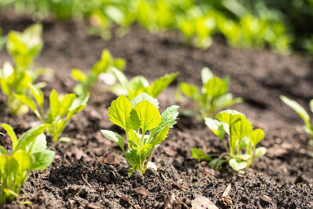 Young vegetable plants