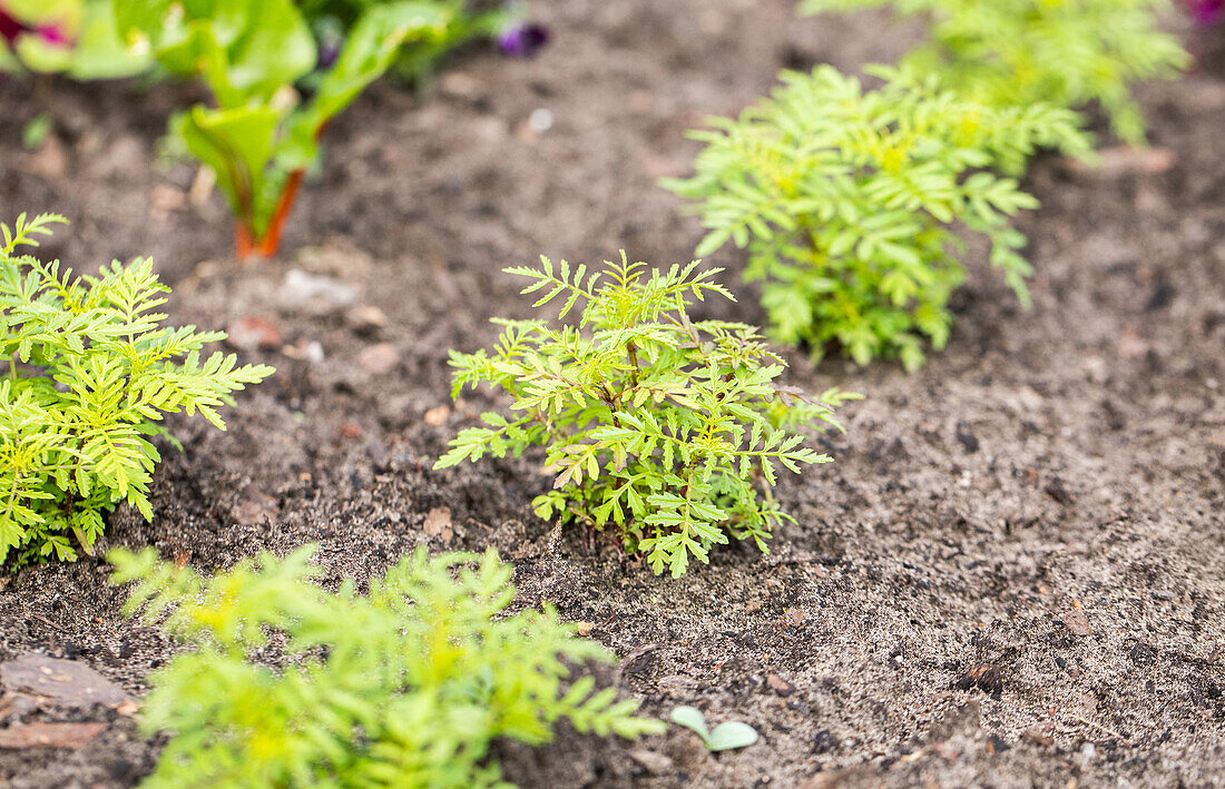 Tagetes tenuifolia