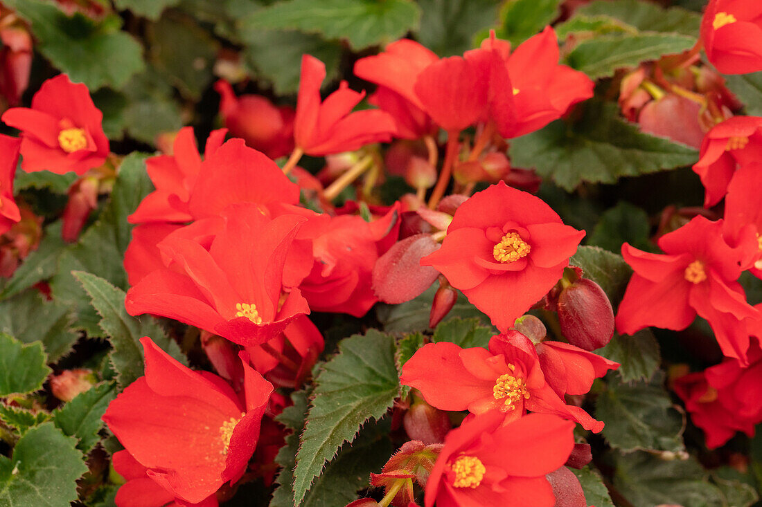 Begonia boliviensis 'Shine Bright™ Amore Red'