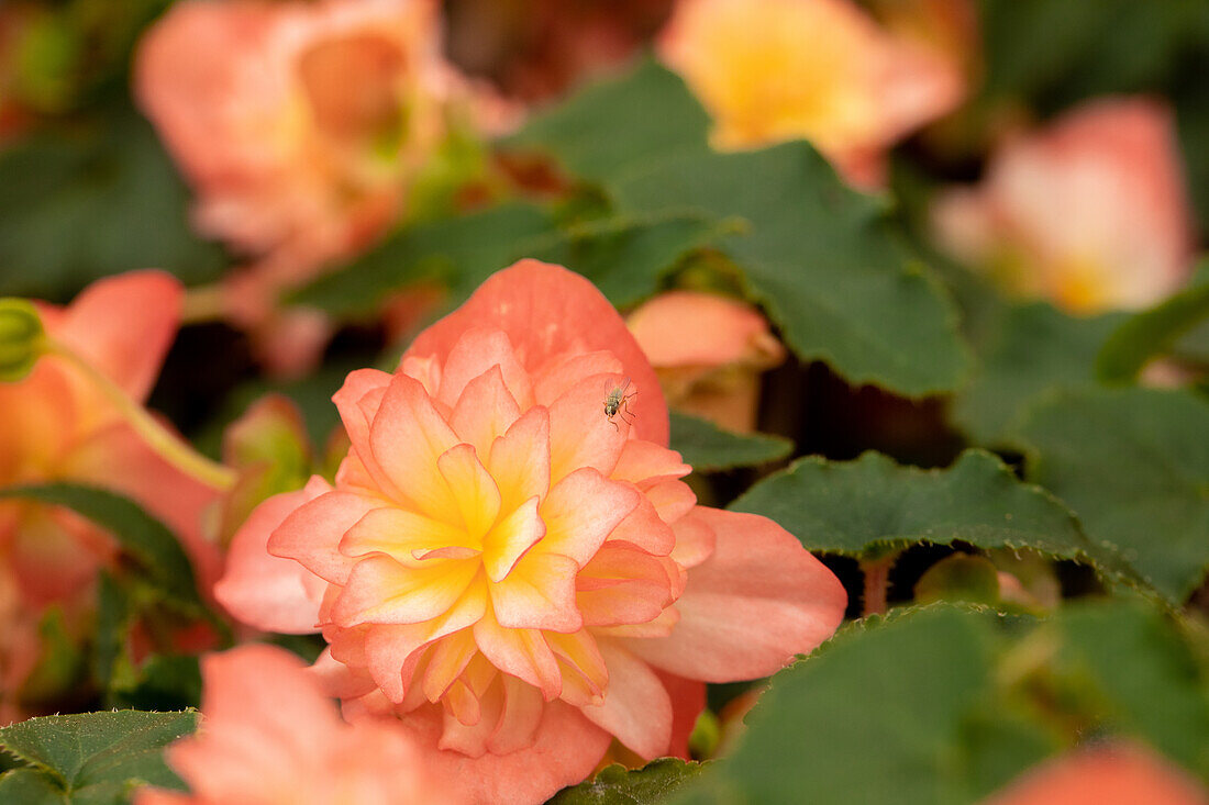 Begonia x tuberhybrida 'Riseup™ Coral Reef'