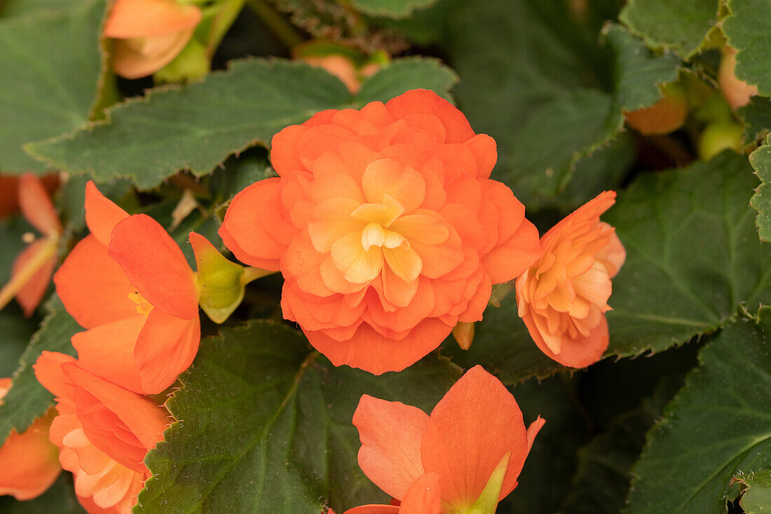 Begonia x tuberhybrida 'Riseup™ Tangerine Xtreme'