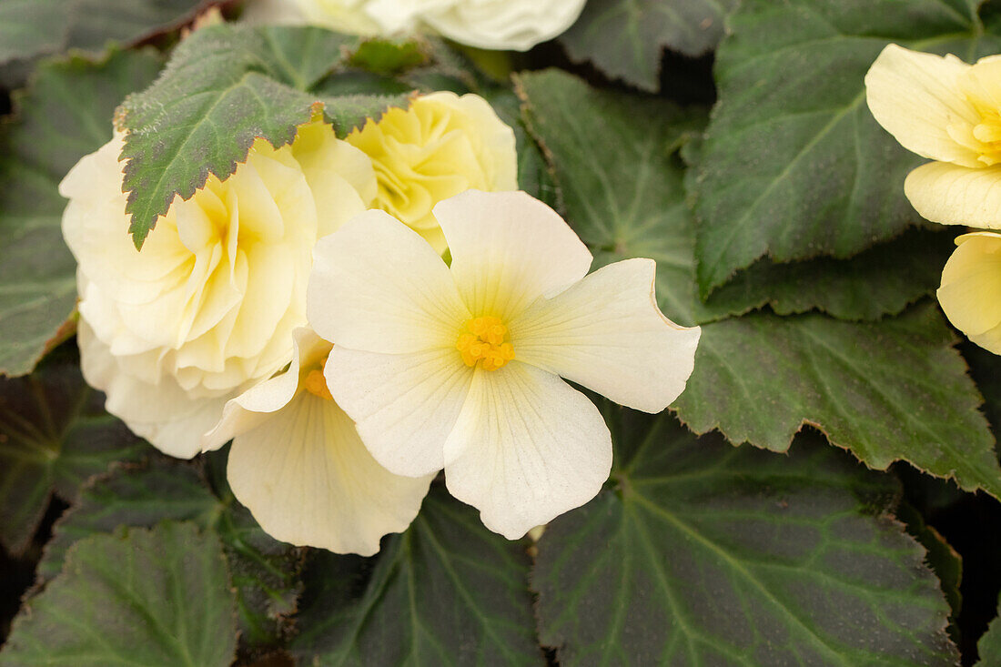 Begonia x tuberhybrida 'Prism White'