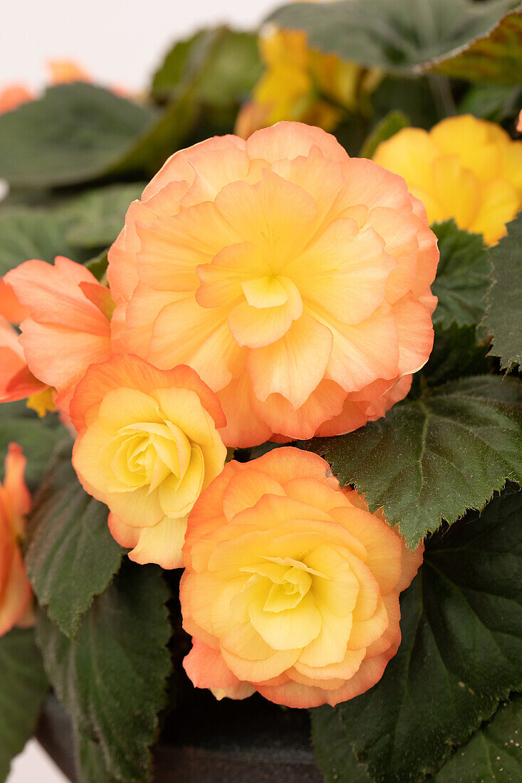 Begonia x tuberhybrida 'Prism Sunset'