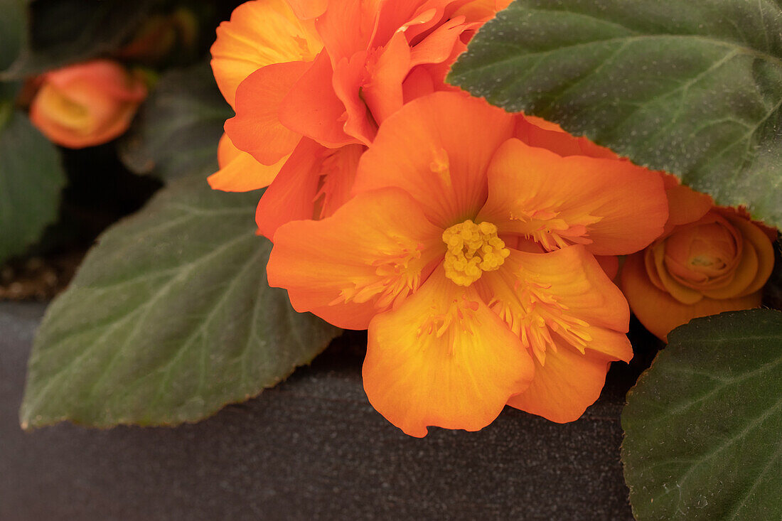 Begonia x tuberhybrida 'Prism Sunset'