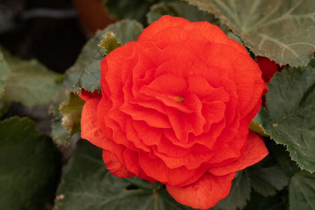 Begonia x tuberhybrida 'Prism Brilliant Red'