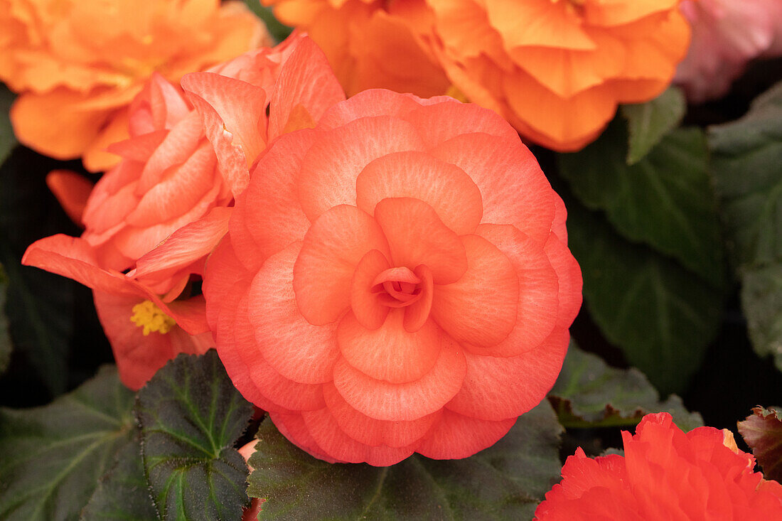 Begonia x tuberhybrida 'Prism Rose Shades'