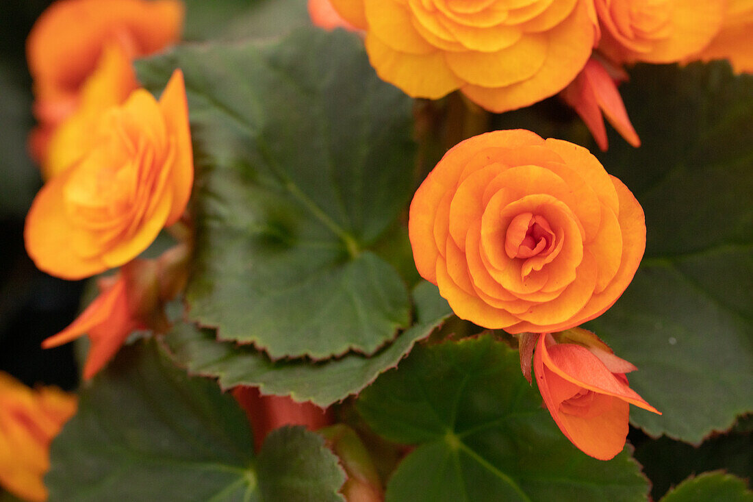 Begonia tub. 'Catrin'