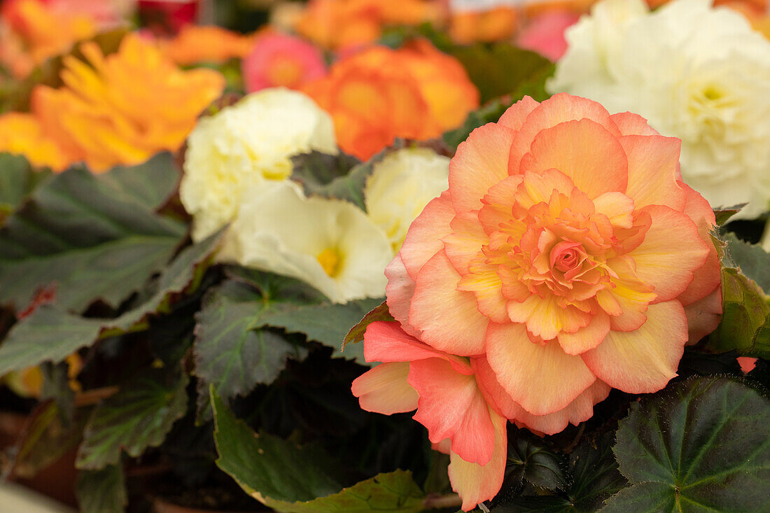 Begonia x tuberhybrida 'Prism Pastel Pink Mix'