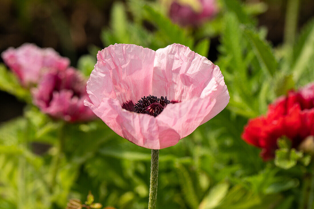 Papaver orientale, pink