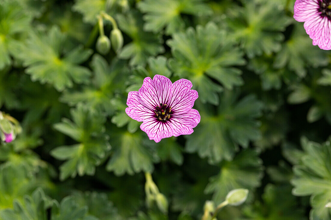 Geranium cinereum 'Ballerina'