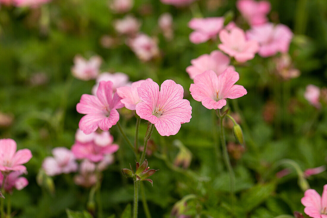 Geranium x oxonianum 'Wargrave Pink'