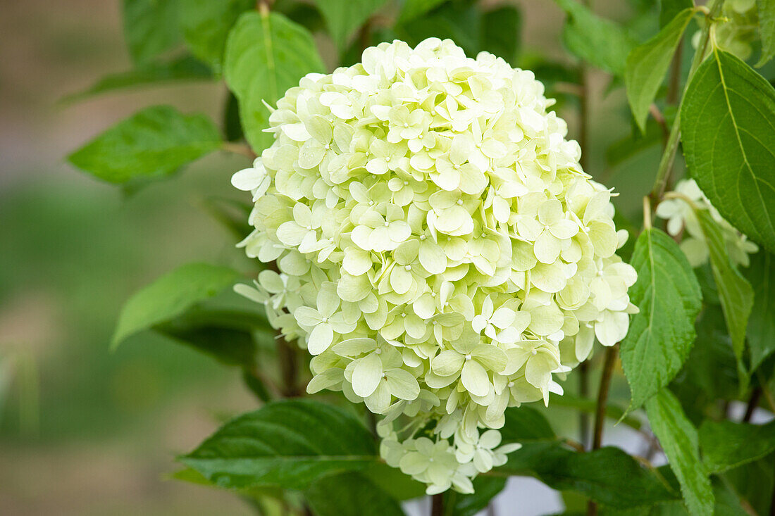 Hydrangea paniculata 'Limelight'(s)