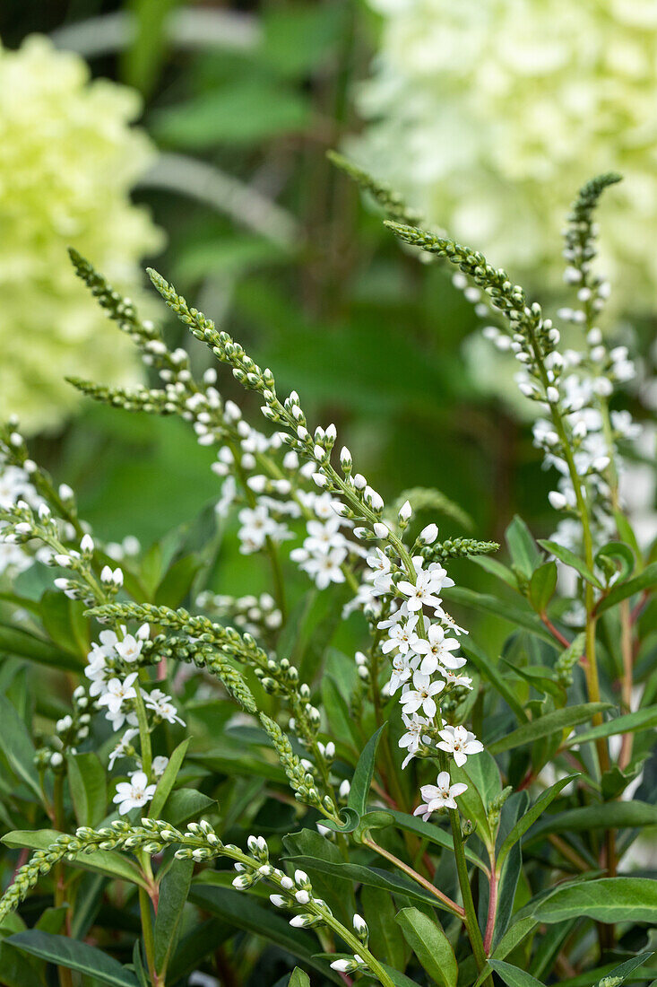 Lysimachia fortunei 'Autumn Snow'