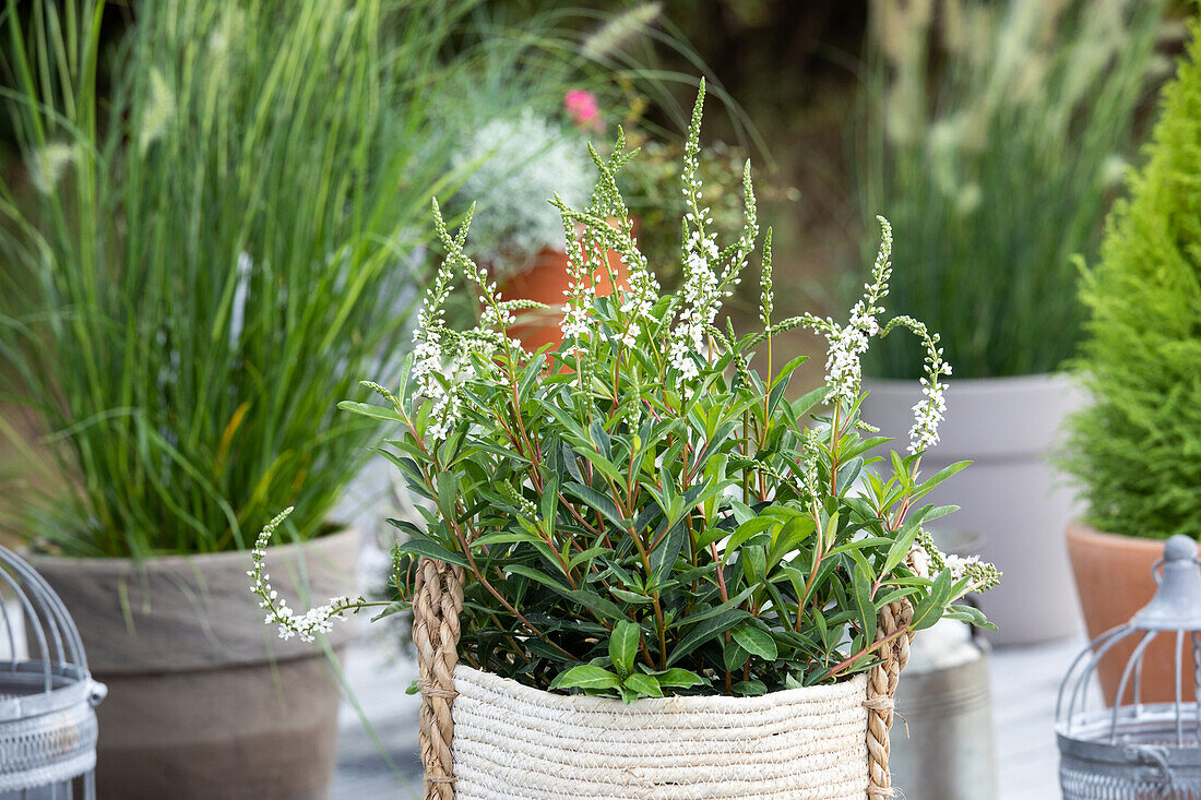 Lysimachia fortunei 'Autumn Snow'