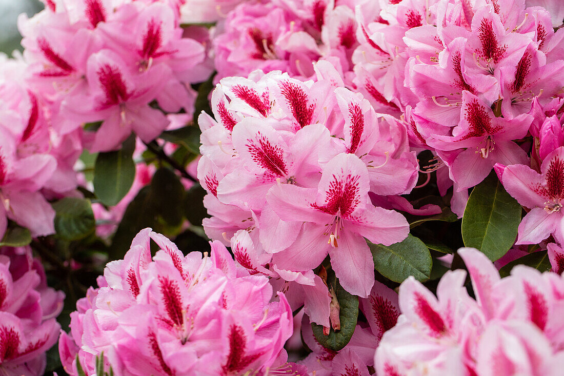 Rhododendron 'Furnivall´s Daughter'