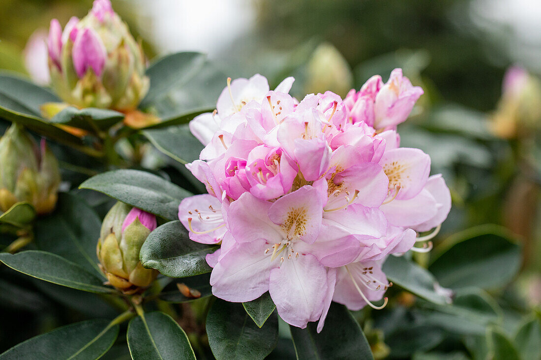 Rhododendron 'Genoveva'