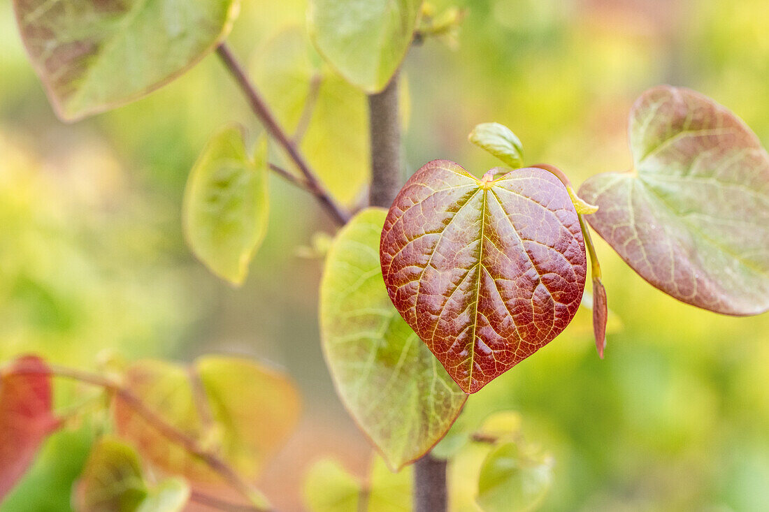 Cercis canadensis 'Merlot'