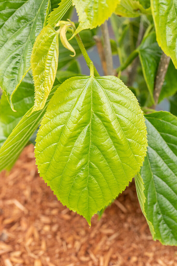 Morus alba 'Giant Fruit'