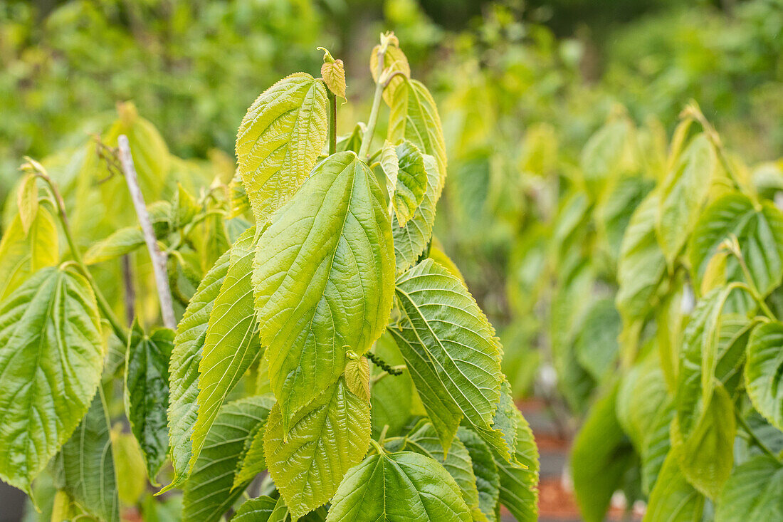 Morus alba 'Giant Fruit'