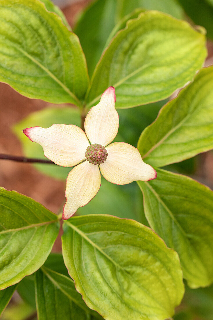 Cornus kousa chinensis 'Claudia'