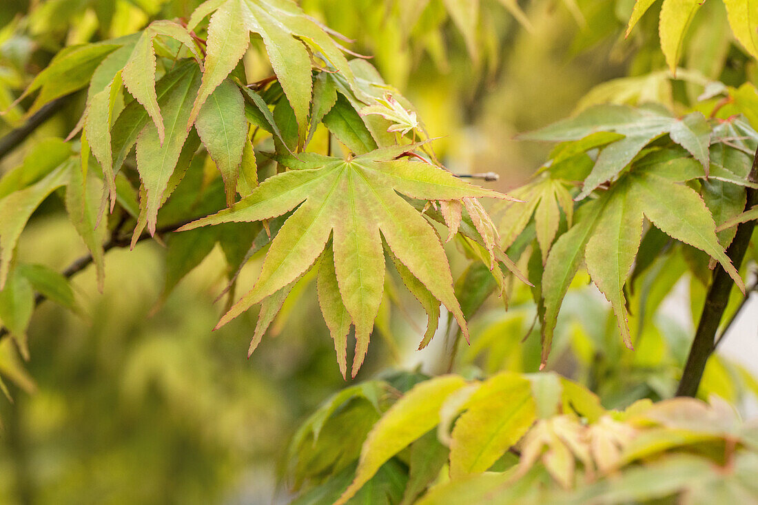 Acer palmatum 'Osakazuki'