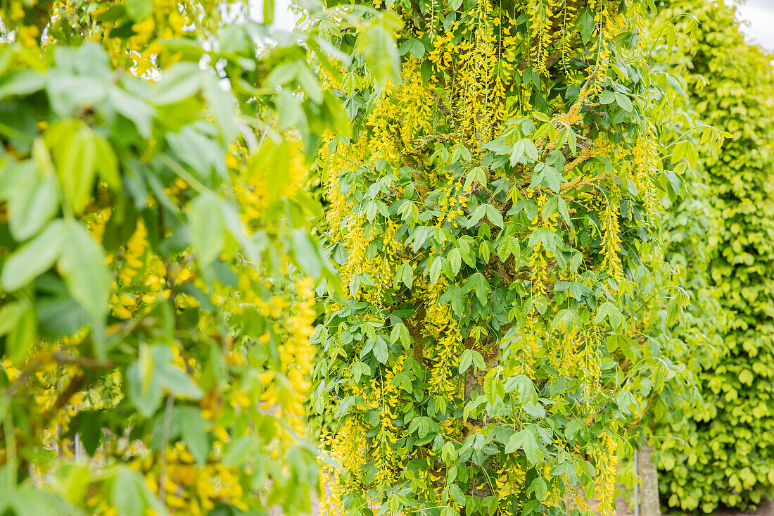 Laburnum anagyroides 'Fastigiata'