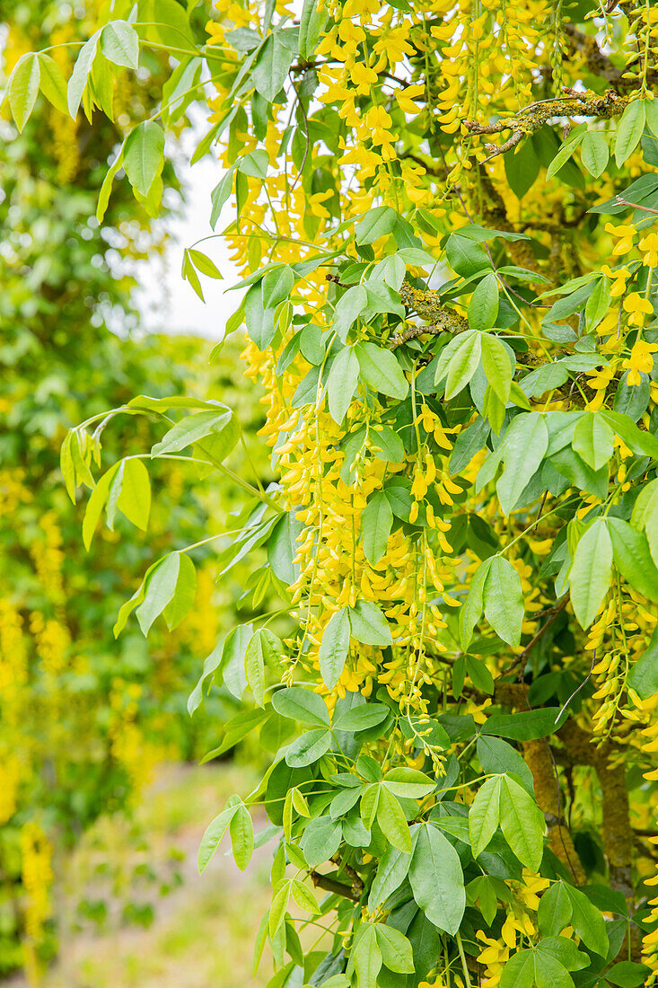 Laburnum anagyroides 'Fastigiata'