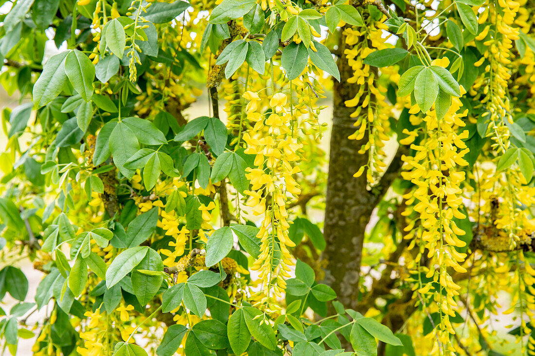 Laburnum anagyroides 'Fastigiata'