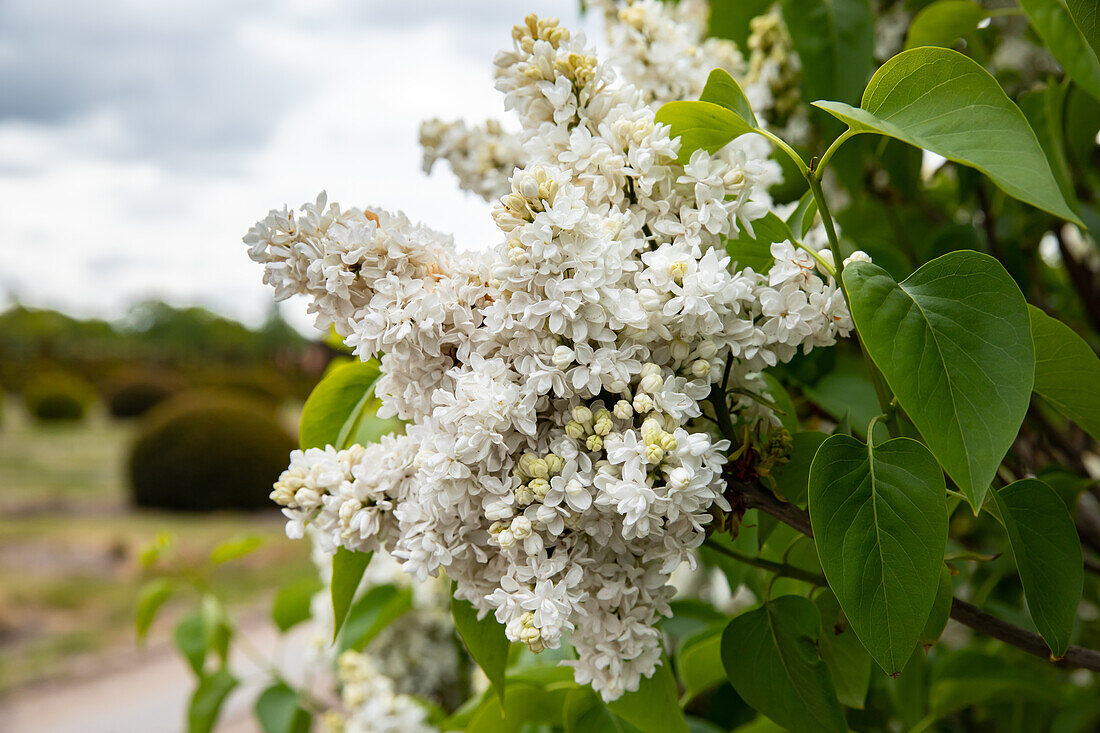 Syringa vulgaris 'Mme Lemoine'