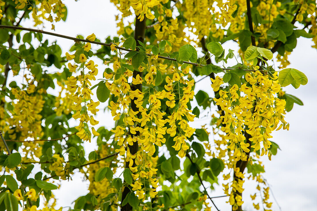 Laburnum anagyroides