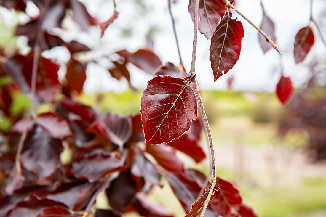 Fagus sylvatica 'Purpurea Latifolia'