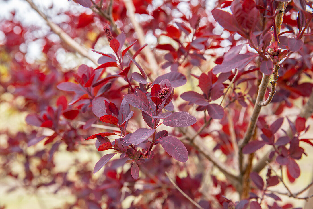 Cotinus coggygria 'Royal Purple'