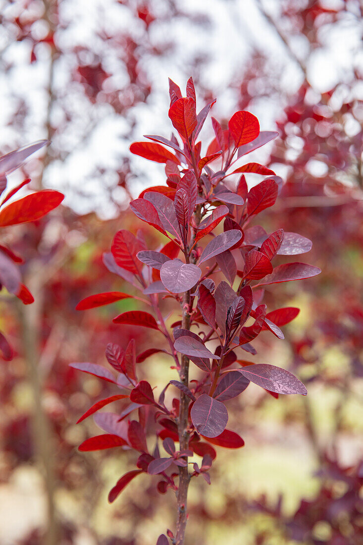 Cotinus coggygria 'Royal Purple'