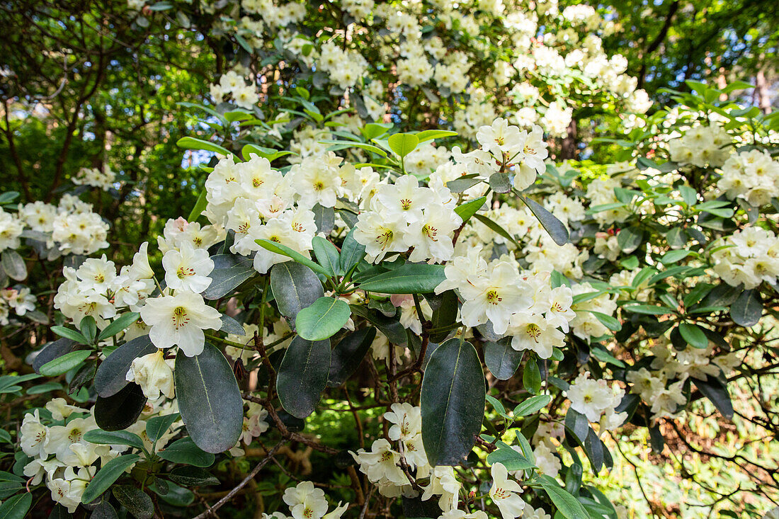 Rhododendron, cremeweiß