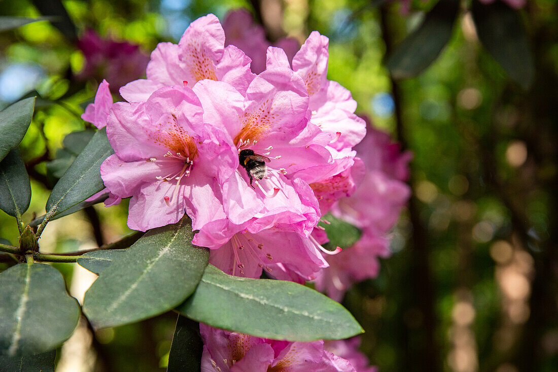 Hummel in Rhododendronblüte