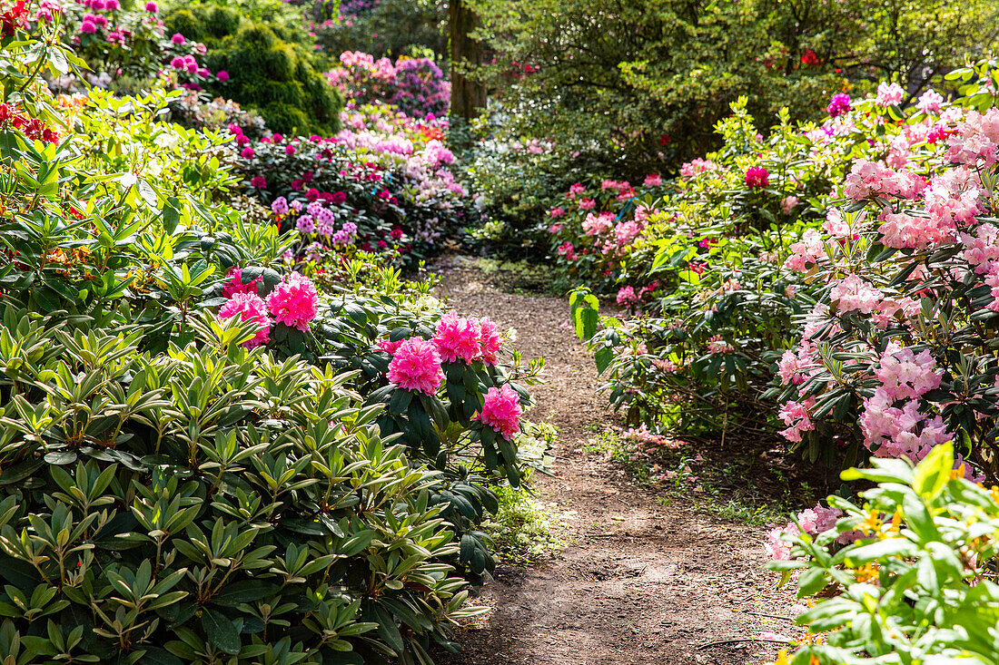 Rhododendron Weg