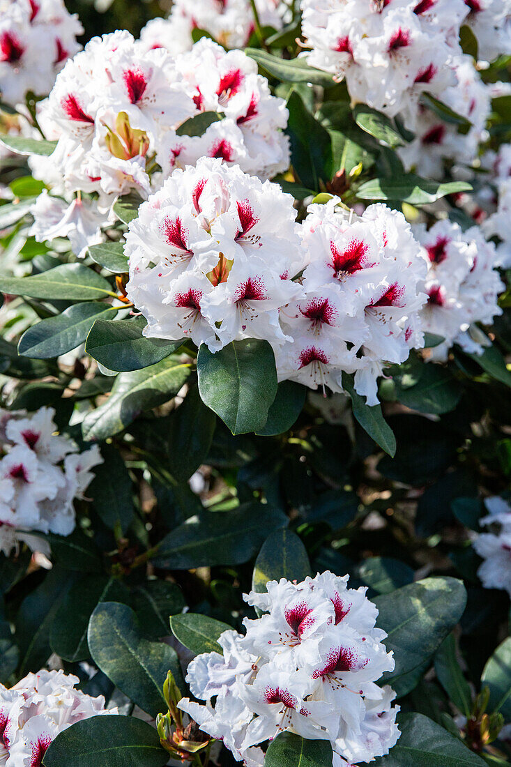 Rhododendron, two-coloured