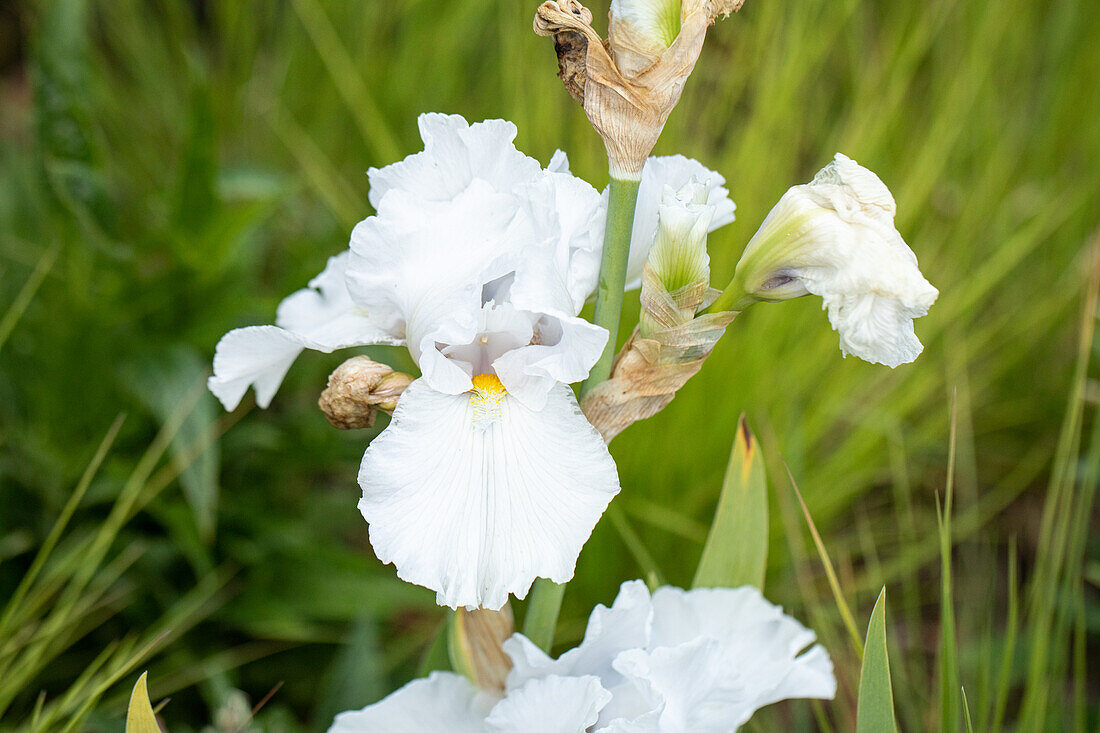 Iris x germanica 'Second Wind'