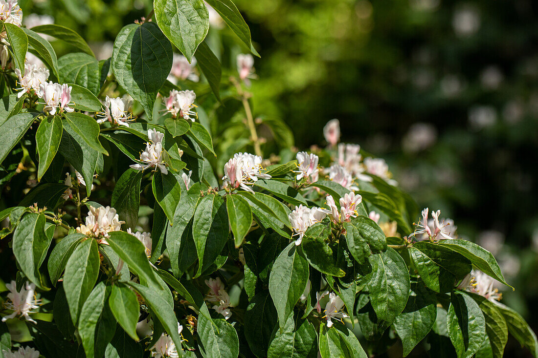 Lonicera maackii