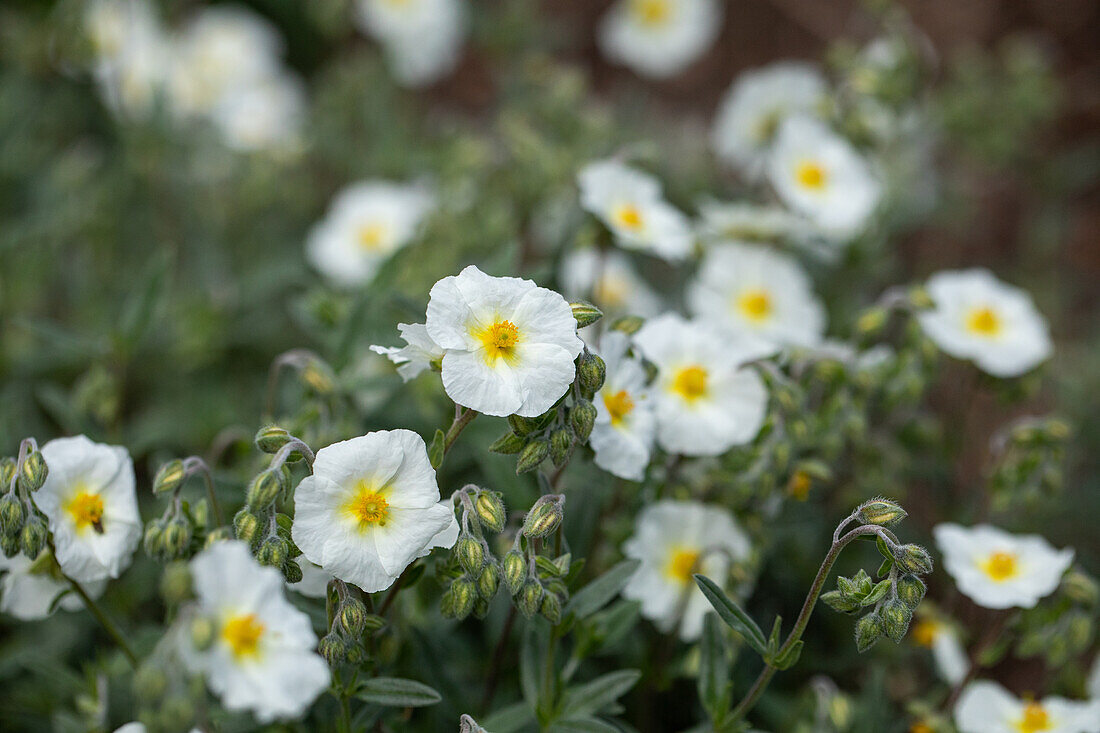 Helianthemum 'Polar Bear'