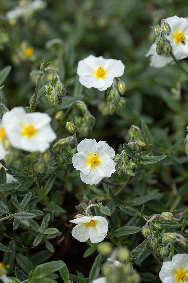 Helianthemum 'Eisbär'