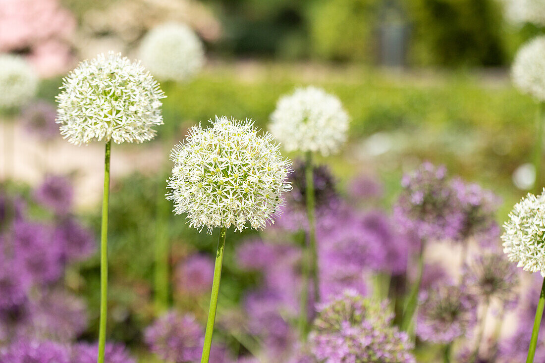 Ornamental allium, white