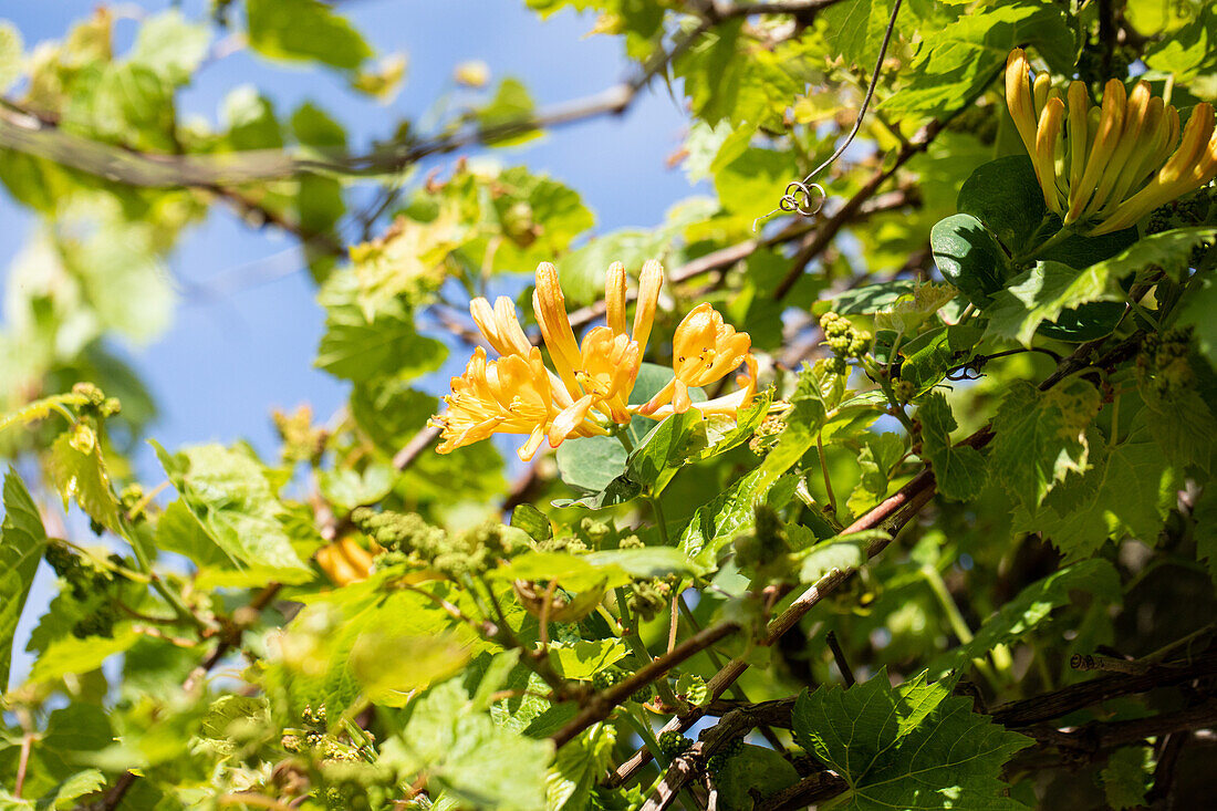 Lonicera tellmanniana