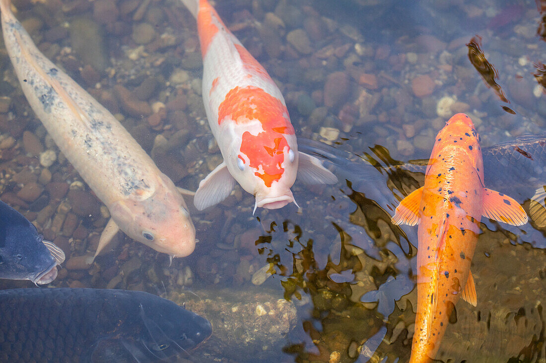 Fish in the pond